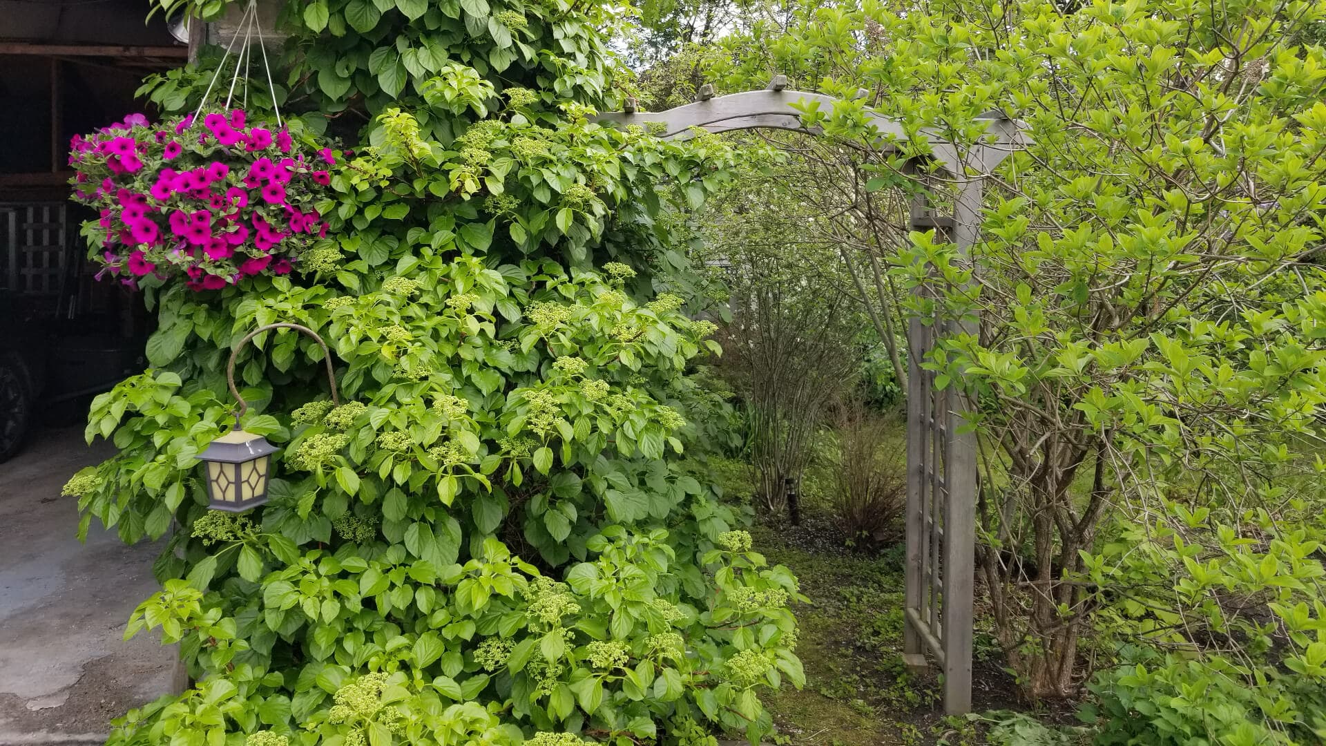 Lush greenery with a hanging flower basket and a wooden archway leading into a garden.